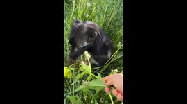 Dog owner desperately tries to get pooch to release hedgehog from its jaws