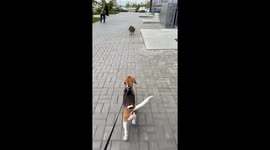 Dog retreats backwards in face-off with intimidating cat