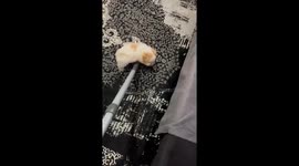 Puppy clings to vacuum cleaner while owner cleans in Tehran