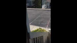 Bear encounter in Gatlinburg