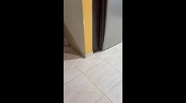 Dog knocks over photo frame and statue in Ciudad Guayana