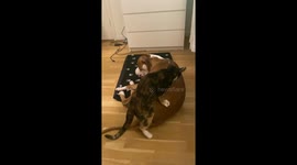 Cat Zoey gives dog Nil a massage