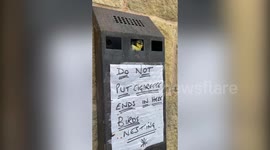 Adorable family of blue tits turn town hall BIN into their home