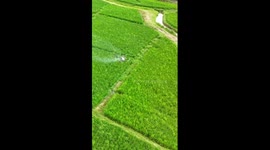 Pesticide sprayer drones help with rice cultivation in S China
