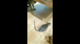 Cute moment when Shy Cat watches and follows a mouse
