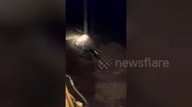 Elephant rescued and reunited with herd after falling down well in eastern India
