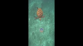 Sea turtle tucks into tasty jellyfish for lunch