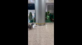 Escaped emus chase away shopper recording it in mall
