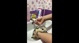 Pet possum relaxes while being washed in bathroom sink