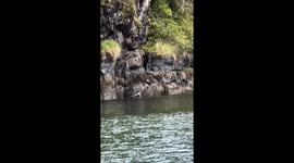 Seal Saves Her Pup From Bald Eagle