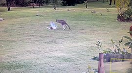 Kangaroo Attacks Toddler
