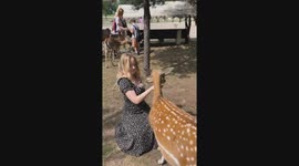 Young girl's love for a deer leads to a sneezy surprise