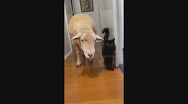 Cat and Sheep Friendship
