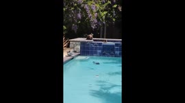 Bear takes a relaxing dip in backyard tub
