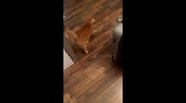 Welcome home: Cat's adorable cuddle fest melts hearts on TikTok