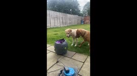 Labrador's ball launcher antics hit 15 million views on TikTok