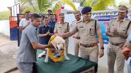 Telegana Police organised Retirement celibrated of Tara, a member of Adilabad's dog squad and an expert in detecting explosives