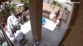 Playful Hops With Bailey the Goldendoodle