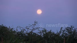 The June Full Moon known as the Strawberry Moon  rises in the Essex Countryside