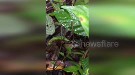 Scientists discover how leeches jump to move through forest