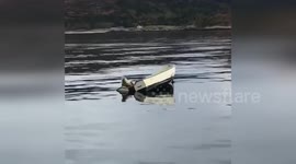 Seal commandeers rowing boat on Scottish loch