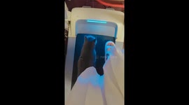 Mischievous cat pushes owner off treadmill