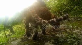 Graceful Amur leopard rests under a bush to escape bright sun and prying eyes
