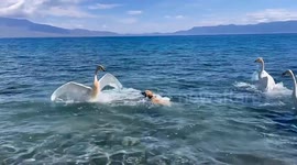 Golden retriever attacked by swans after leaping into lake