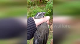 Brazil: Military Brigade Military Brigade Releases Rescued 23 Wild Birds into Natural Habitat in Brazil