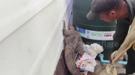 Huge Godzilla-esque monitor lizard caught as it rampages through home