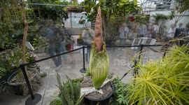Stunning timelapse footage shows corpse flower blooming after eight-year wait