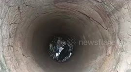 India: Cow rescued from 100-feet deep well filled with toxic gas