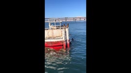 Sea lion uses ladder to join others in Mejillones, Chile