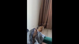 Sleeping corgi startles owner with early morning wall taps in Saint Petersburg