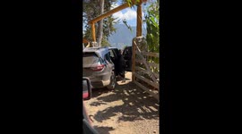 Unexpected guest: monkey hops into car in Oxapampa, Peru