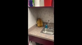 Chunky cat's failed hideaway attempt