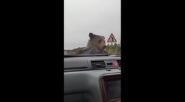 Bear investigates stalled car on Sakhalin Highway