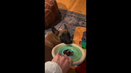 Topsy-turvy dog antics caught on camera