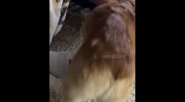 Corgi lifts leg for belly rubs: hilarious misunderstanding in Seattle