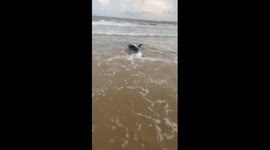 Stranded dwarf sperm whale returned to sea in south China