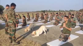 Army Dogs Perform Yoga Alongside Soldiers At Indo-Pak Border On Yoga Day, Video Goes Viral