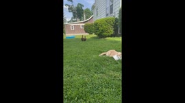 Mean ducks turn up their audacity to 11 and attack a nice cat