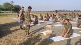Dogs join Indian Army soldiers in session marking International Yoga Day