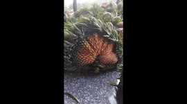 Two mutant pineapples have strange shapes and sizes