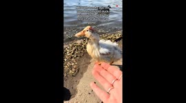 Girl's mission to nurse a wounded duck back to health