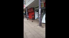 Girl starts quacking with fear as duck eyes the loaf of bread in her hands