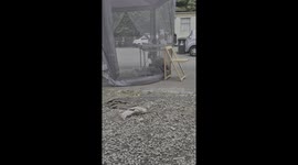 Playful pups accidentally crash into the gazebo mid-chase