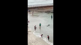 La Jolla Sea Lion Rolls In The Sand