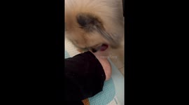 New Siblings Lick Mom's Toes