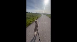 Upright Dog Goes On Morning Walk